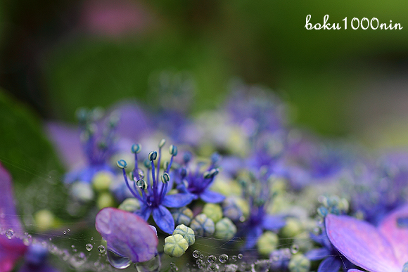 紫陽花の藍